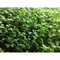 Broccoli - Sprouting / Microgreen Seeds - 100 Grams