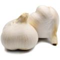 Garlic - Elephant Garlic Cloves / Bulbs - Allium ampeloprasum - Grea... - 100 Cloves Elephant Garlic