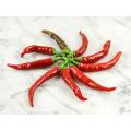Ring of Fire Chilli Pepper - ORGANIC - Heirloom Vegetable - 10 Seeds