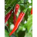 Ring of Fire Chilli Pepper - ORGANIC - Heirloom Vegetable - 10 Seeds