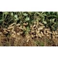 Peanut Seeds - Arachis Hypogaea - Sprouting / Planting Seeds - 1kg Peanut Seeds