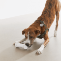 Smart Bone - Interactive Dog Toy (In White)