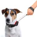 Retractable Dog Leash and Collar for Small Dogs