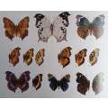 A Guide to the Butterflies of Zambia | Elliot Pinhey and Ian Loe