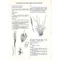 Key to the Most Important Veld Grasses of the Western Transvaal and Northern Free State | C. S. D...