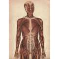 Philips' Anatomical Model: A Pictorial Representations of the Human Frame and its Organs | Willia...