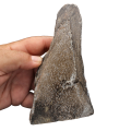 Polished Dinosaur Bone (Gembone)