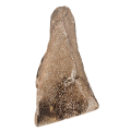 Polished Dinosaur Bone (Gembone)