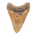 Authentic Megalodon Shark Tooth:  Prehistoric Predator