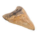 Authentic Megalodon Shark Tooth:  Prehistoric Predator