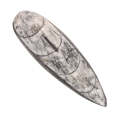 Mini Polished Fossil Orthoceras (Cephalopod) - Morocco