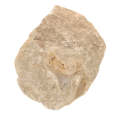 Shark Tooth Fossil in Matrix (Large)