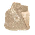 Shark Tooth Fossil in Matrix (Large)