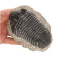 Trilobite Fossil (Large Gerastos)