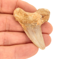 Large Otodus Shark Tooth Fossil