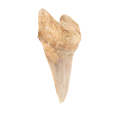 Large Otodus Shark Tooth Fossil