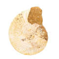 Ammonite Fossil (Natural Large White Spined)