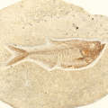 Fish Fossil Plate