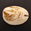 Polished Bivalves Clam Fossil