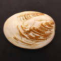 Polished Bivalves Clam Fossil