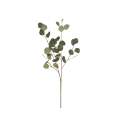 Eucalyptus Leaf Stem
