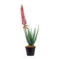 Aloe - Large Red Flowering 70cm