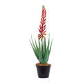 Aloe - Large Red Flowering 70cm