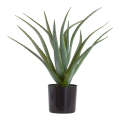 Aloe - Majestic 45cm