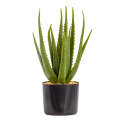 Aloe - Sunkissed 43cm