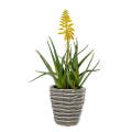 Aloe - Yellow Flower 40cm