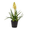 Aloe - Yellow Flower 40cm