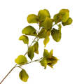 Leaf Branch - Eucalyptus Greens 78cm