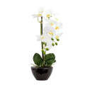 Orchid - Potted Ebony White 50cm