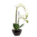 Orchid - Potted Ebony White 50cm