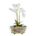 Orchid - Triple White in Plain Pot 60cm