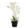 Orchid - Triple White in Plain Pot 60cm