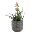 Planter - Ceramic Ebony Dots 15cm