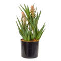 Succulent - Triple Aloe Flowering 36cm