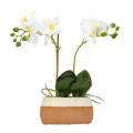 Orchid - Oval Potted Dual White 38cm