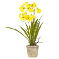 Orchid - Potted Oncidium 45cm
