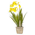 Orchid - Potted Oncidium 45cm