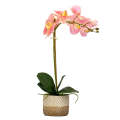 Orchid - Potted Pink Moth Orchid 50cm
