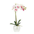 Orchid - Potted Pink & White Classic 51cm