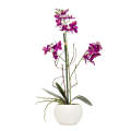 Orchid - Potted Violet 40cm