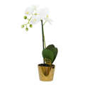 Orchid - White Classic in Gold Pot 50cm