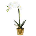 Orchid - White Classic in Gold Pot 50cm