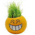 Growing Your Own Grass Heads 2 types, smiley and original