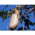 Kigelia liquid Africana sausage tree Fruit 50ml drops