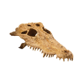 Exo Terra Crocodile Skull (PT-2856)
