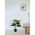Artificial Calathea Orbifolia Plant for Home Decor/Office Decor/Gifting | 50cm